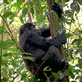 Ohrožené horské gorily v Ugandě zabil blesk, do místa neštěstí míří s finanční pomocí expedice Go za Gorilou!